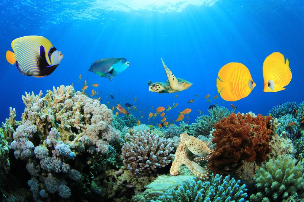 Andaman Coral Reefs
