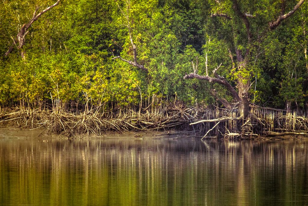 Mangrove forests of Sunderbans, West Bengal