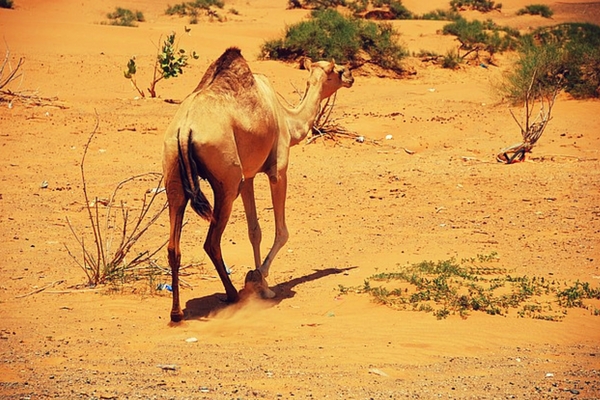 Camels, Dubai