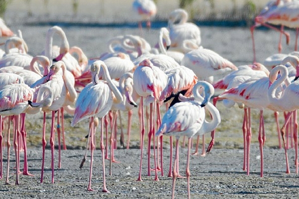 Flamingos, Dubai