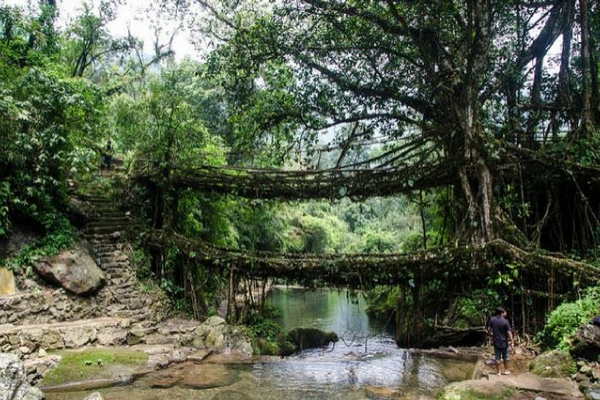 Living Roots Bridges Meghalaya