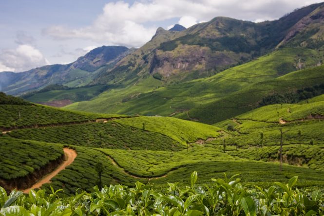 Munnar, Kerala