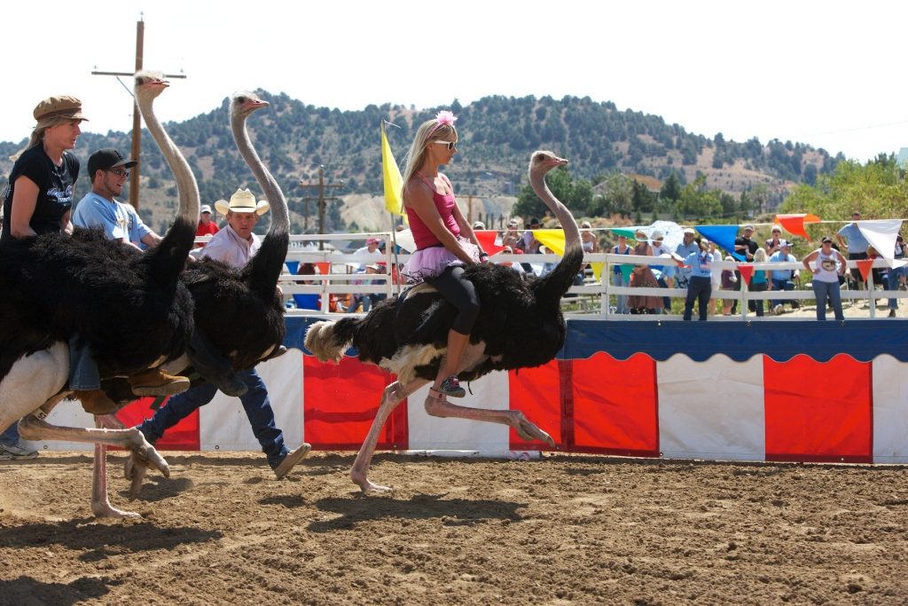 Ostrich racing