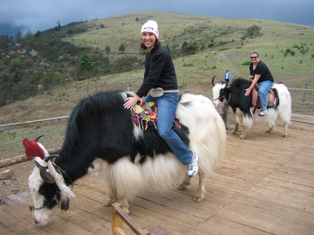 Ride a Yak in Leh