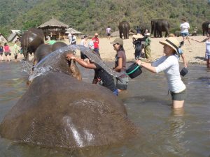 Elephant village - Top 10 Things to do in Pattaya