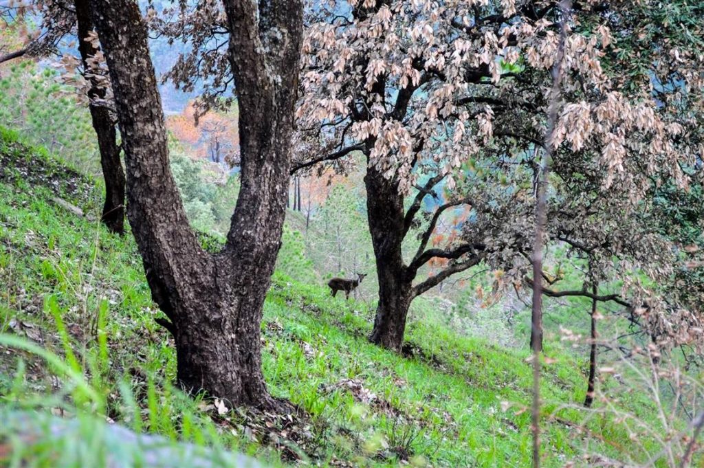 Kasauli