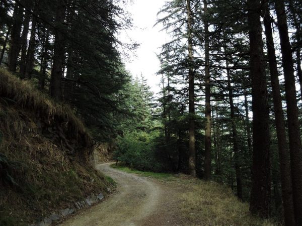 Pine forest, Shimla