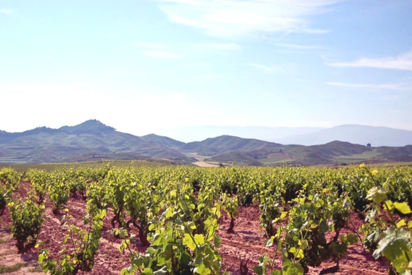 Vineyards of La Rioja