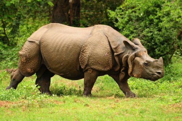 Rhinos, North East India
