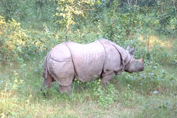 Chitwan National Park in Nepal