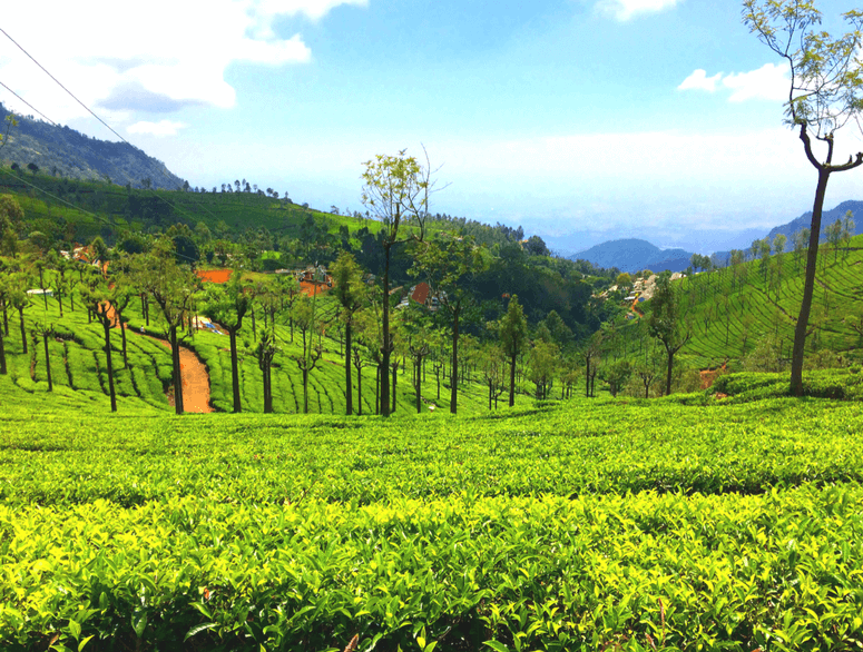 18 Places to Visit in Ooty - The Queen Of Hill Stations - Thomas Cook