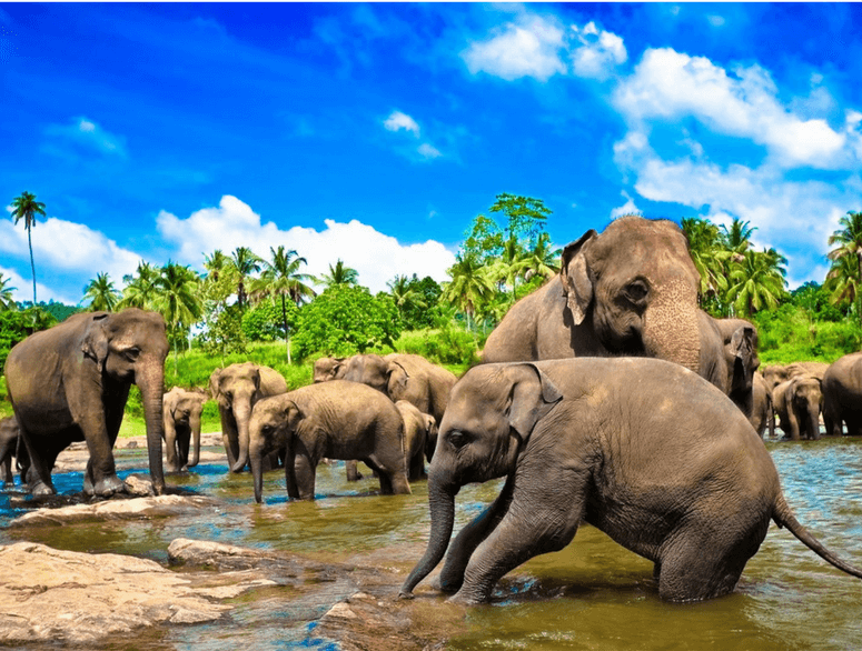 Everything You Need To Know About Sri Lanka - The Land Of Serendipity