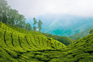 12 Stunning Places To Visit In Munnar - The Switzerland of South India