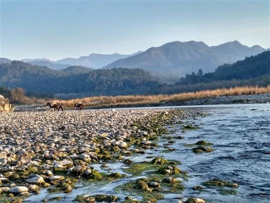 Kosi River, Jim Corbett, Uttarakhand