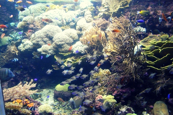Underwater aquarium