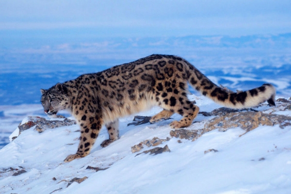 Snow Leopard Trek, Ladakh