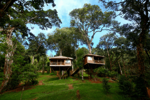 Looking To Stay In A Tree House In Kerala? 15 Best Tree House Resorts