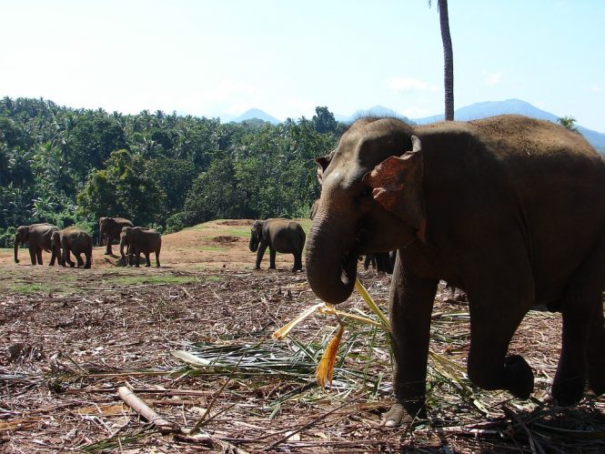 Kandy, Sri Lanka