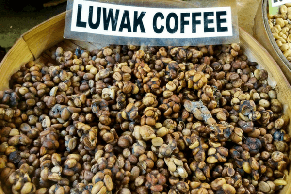 Luwak Coffee, Bali