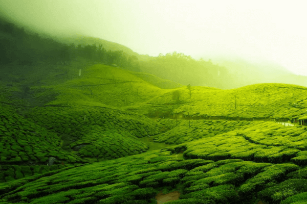 Coorg - Most Romantic Honeymoon Destinations In India