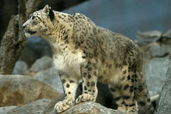 Snow Leopard, Himachal Tourism