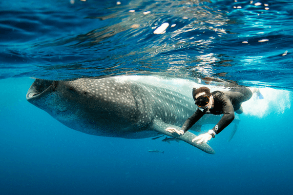 James Kelly Swimming With A Whale Shark,Inspirational Travel Bloggers In The World