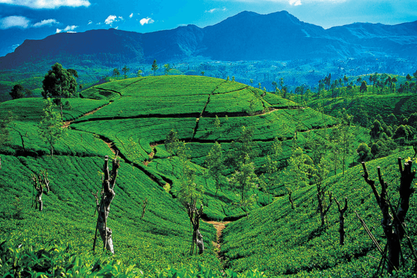 Ceylon Tea Trails, Sri Lanka