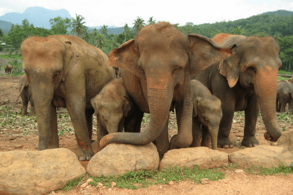 Pinnawala Elephant Orphanage, Sri Lanka