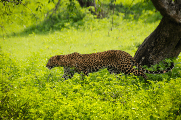 Yala National Park in Sri Lanka Yala National Park, Places to visit in Sri Lanka