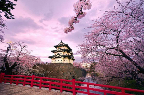 cherry blossom season japan