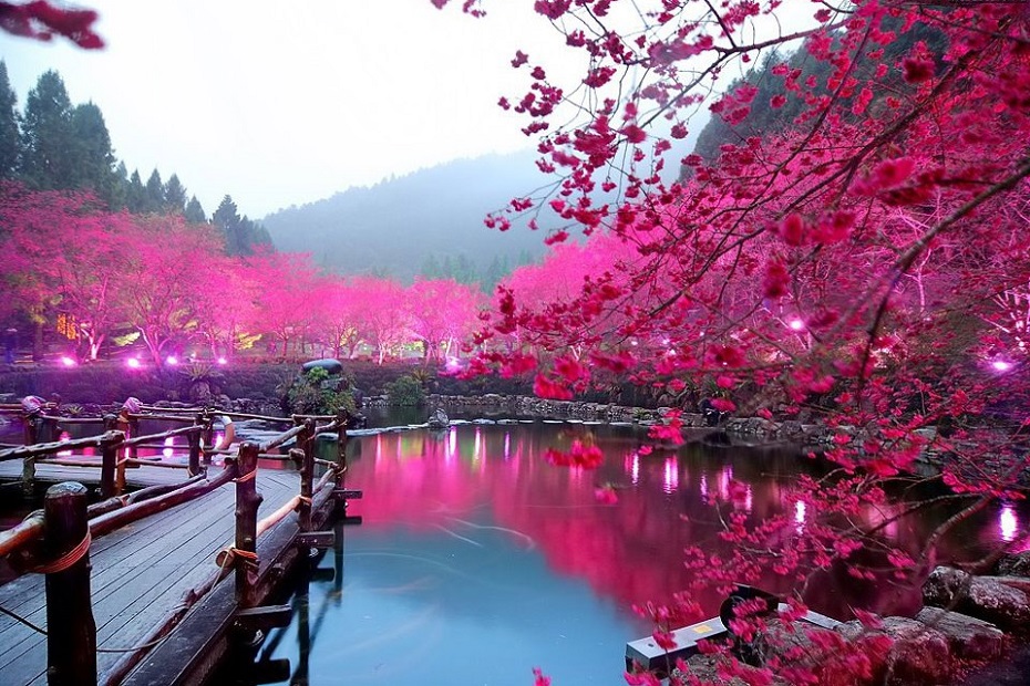 Cherry Blossom Festival In Japan
