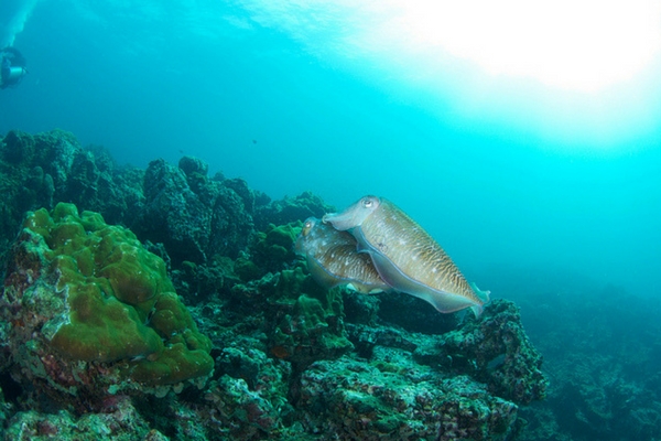 Marine Life Of Hin Bida - 100 Places To Visit In Thailand