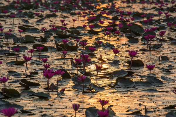 Red Lotus Sea - 100 Places To Visit In Thailand