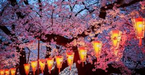 cherry blossom in Japan