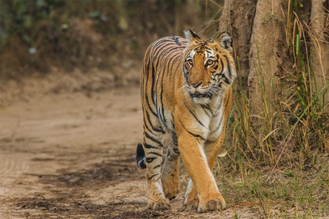 Corbett National Park - Wildlife Sanctuaries and National Parks in India