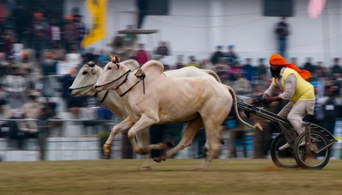 Rural Olympics-unique festivals of India