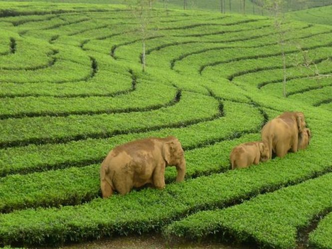 Munnar-Top 10 Hill Stations near Bangalore