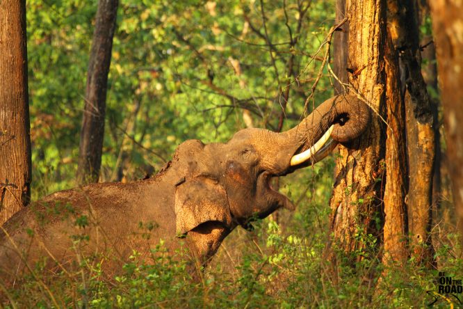 Nagarhole National Park