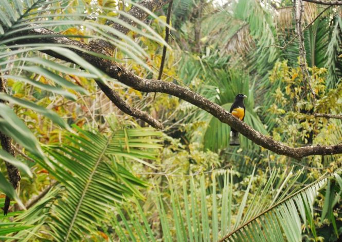 Kilbury Bird Sanctuary-places to visit in nainital