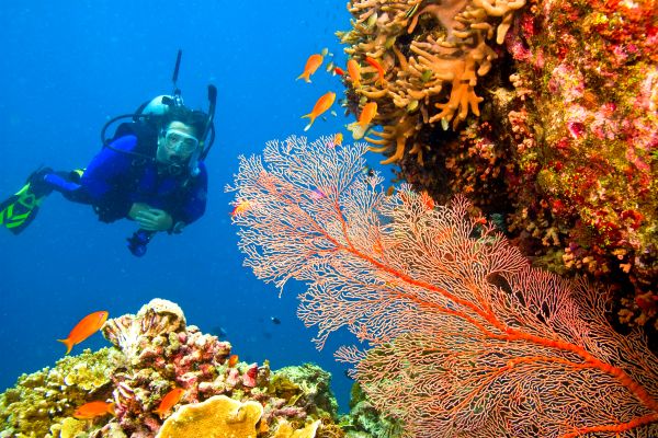 Snorkelling and Scuba Diving