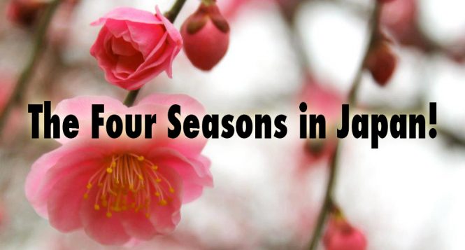 The Four Seasons in Japan- Best Time To Visit Japan