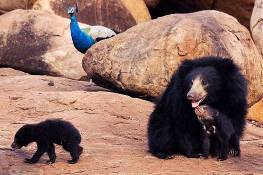 Daroji Bear Sanctuary-places to visit in Hampi