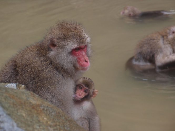 Jigokudani Monkey Park-places to visit in Japan
