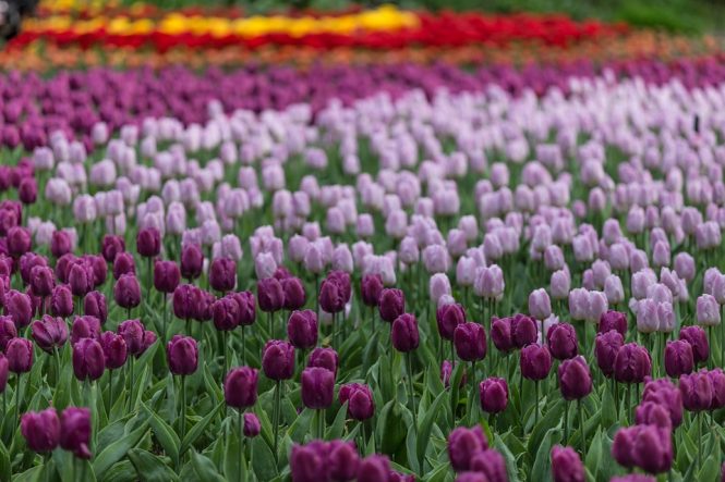 Kashmir Tulip Festival - Experience a Rainbow of Colours 