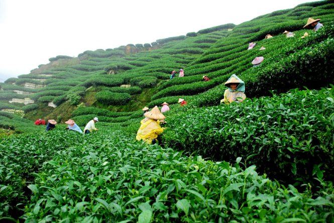 Tea Garden in Assam