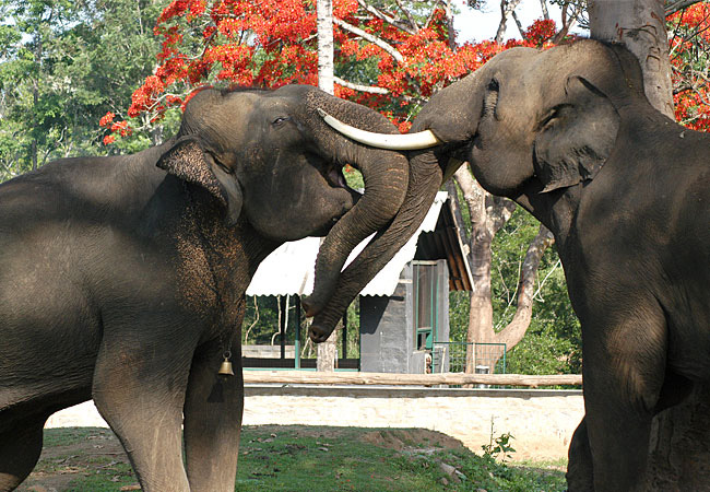 Dubare elephant camp- Coorg hill station