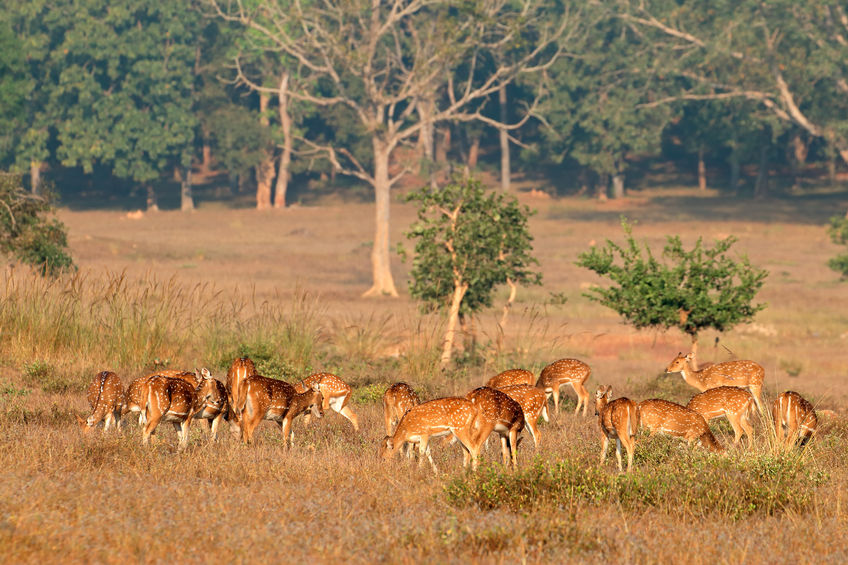 Step Into the Heart of Madhya Pradesh's Wildlife with Jungle Book Holidays  | Thomas Cook India Travel Blog