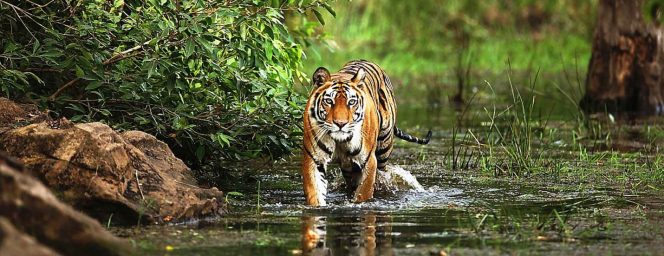 101 National Parks in India For All The Wildlife Enthusiasts - Thomas ...
