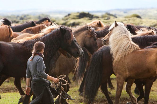 Icelandic horse- things to do in Iceland