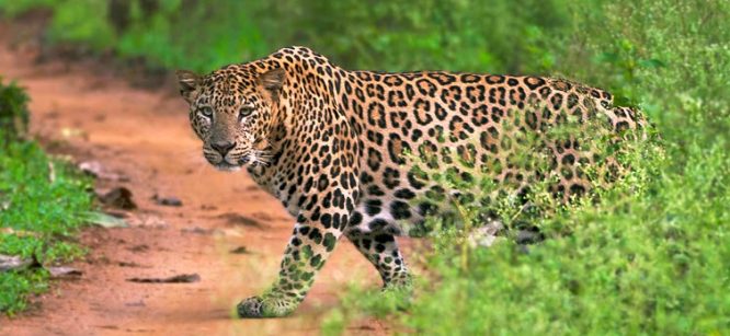 Nagarhole National Park - National parks in India